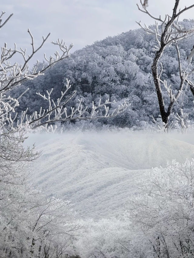 上海當日往返人回來了，魂還在冰天雪地
