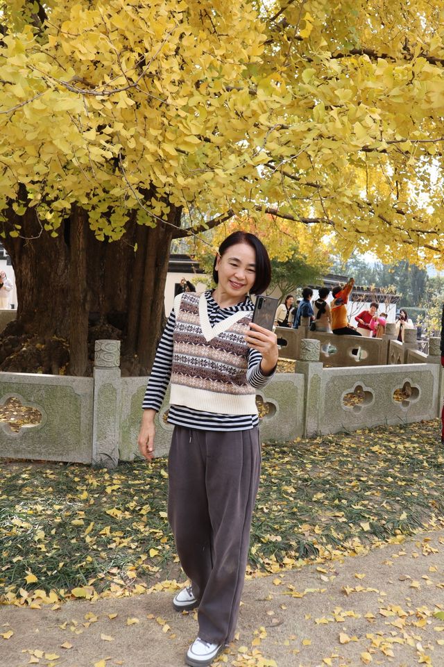 古樹銀杏再披黃袍
