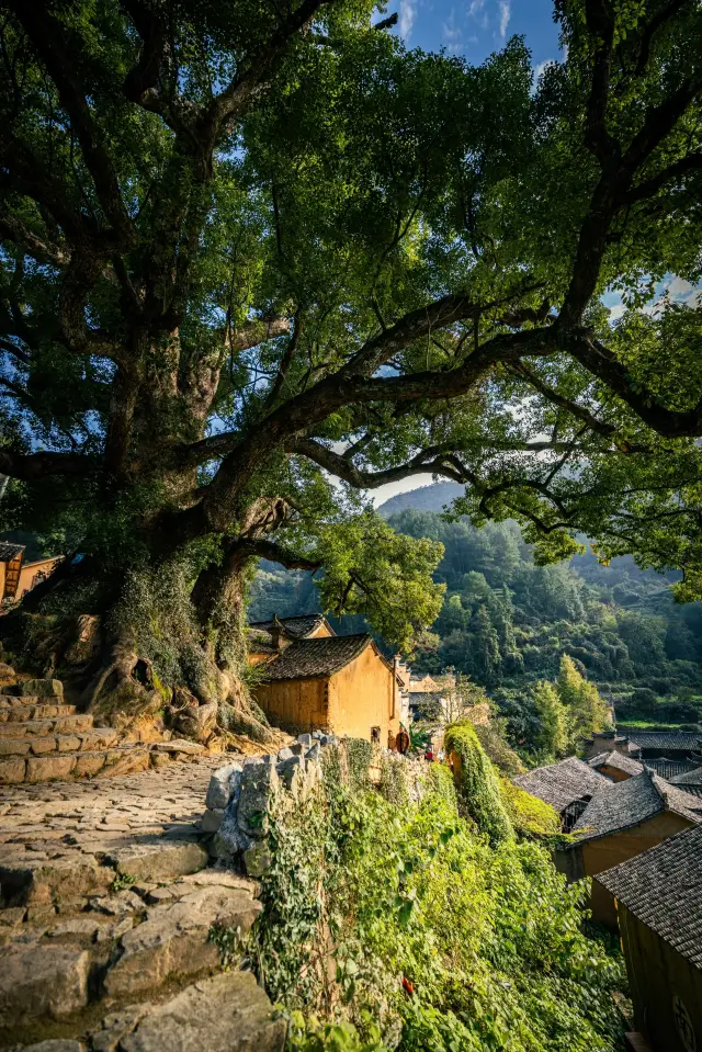 I'm tired of praising the beauty here, Yangjiatang Village in Songyang