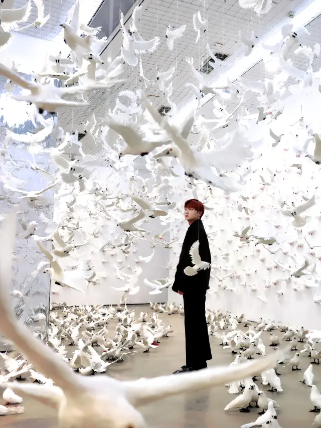 This super romantic pigeon exhibition has finally come to Beijing