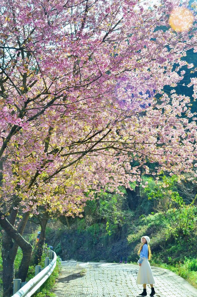 冬日浪漫賞櫻指南：昆明陡坡村冬櫻花季的粉色夢幻之旅