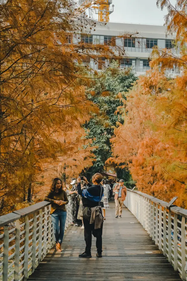 The Metasequoia in Daguan Wetland of Guangzhou has turned red! It's as beautiful as an oil painting!!