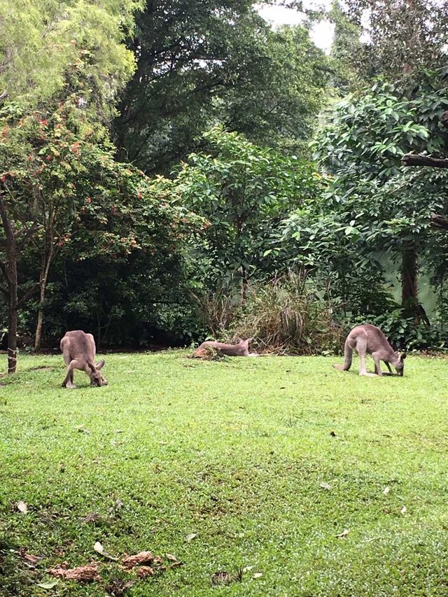 新加坡-新加坡動物園