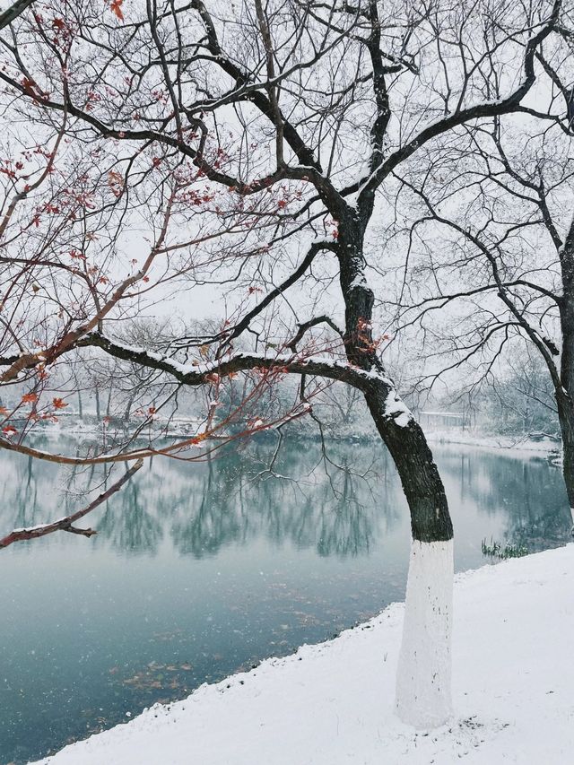 我說！玄武湖雪景簡直不要太美啊