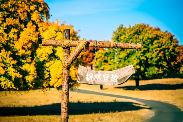 楓從草原來，秋季的楓林草原秋風習習、美不勝收