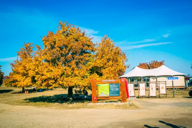 楓從草原來，秋季的楓林草原秋風習習、美不勝收