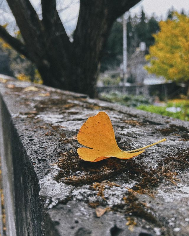 冬日裡的金色幻夢—騰衝銀杏村帶你領略不一樣的金黃世界