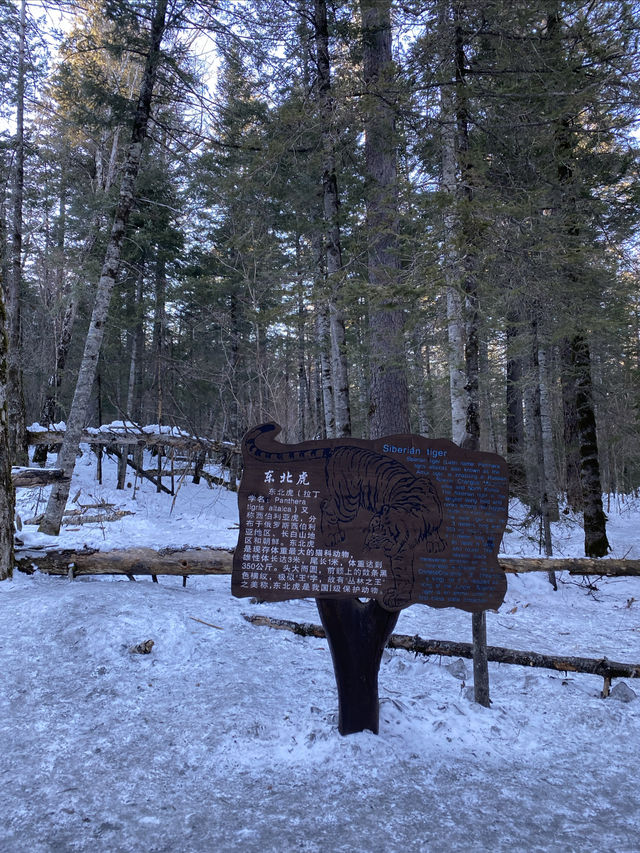 長白山北坡景區-體驗一回冰碴子打臉