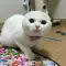 BallFishMoonShoecute