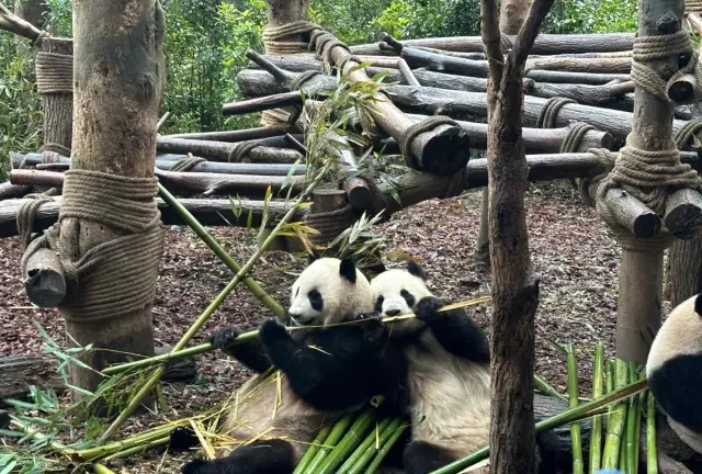 Panda Valley; Dujiangyan One-Day Tour Guide