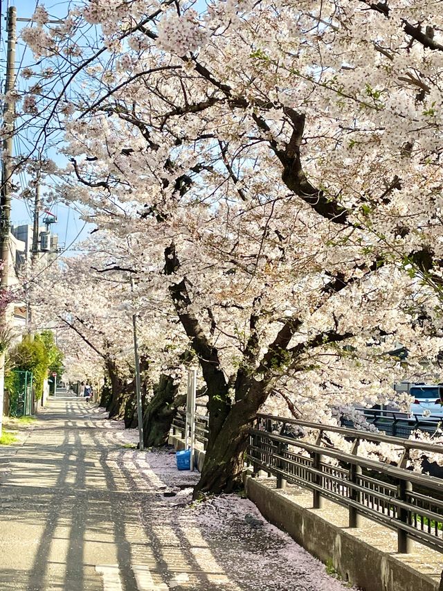 被問爆的東京小眾賞櫻地，從此告別目黑川！