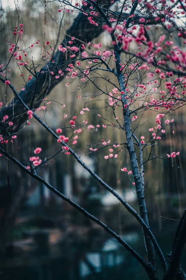 元宵節和梅花更配｜可園