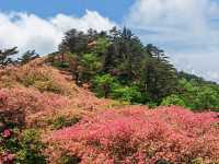 人間四月天，被這座杜鵑山承包了