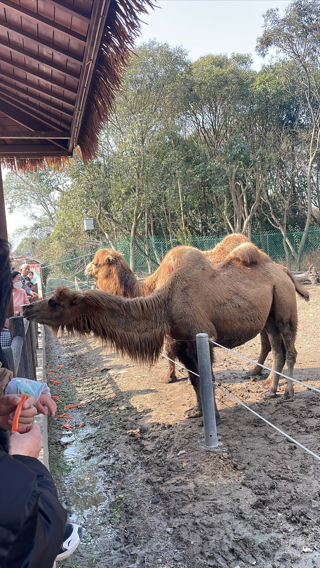 終於帶兒子來寧波野生動物園玩了