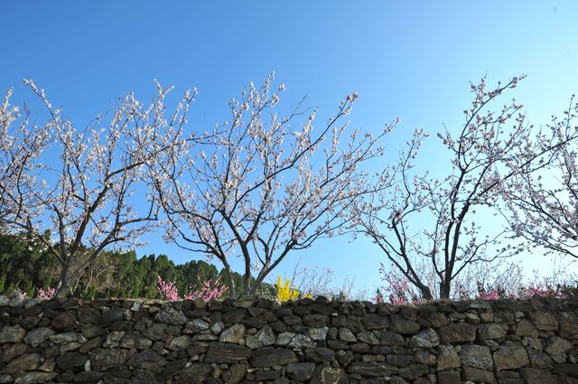 泰安環山路梅園，春日賞花好去處