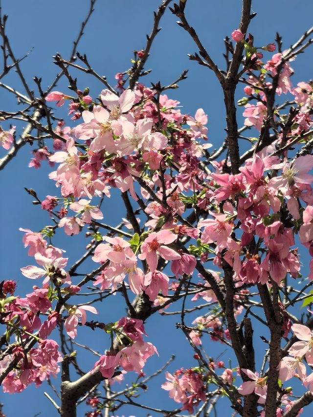 漢風古韻櫻花節：寶墨園/南粤苑的雙園聯遊