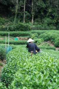 比起龍井村，我更愛來梅家坞吃茶嚐農家菜