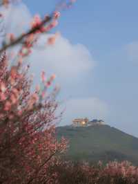 春天的約定：去宜興屺山看梅花