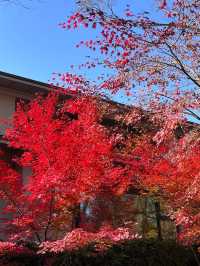 京都楓葉 最後的晚楓下鴨神社