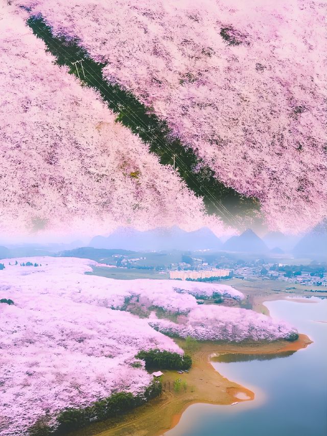 絕不輸日本！ | 全球最大最美櫻花園！！