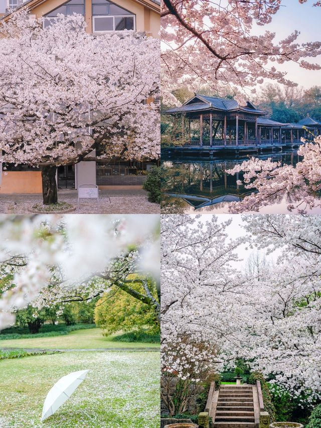 杭州的春天來了，櫻花也隨之而至