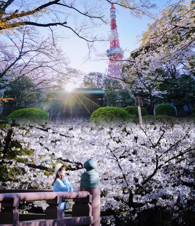 東京の6大桜の名所の写真撮影ガイド