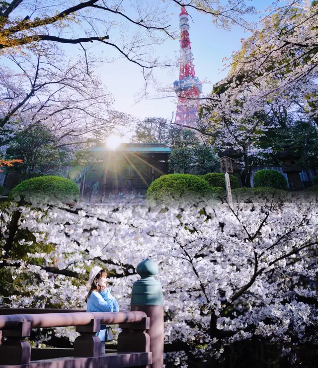 คู่มือถ่ายภาพที่สถานที่ชมดอกซากุระชื่อดัง 6 แห่งในโตเกียว