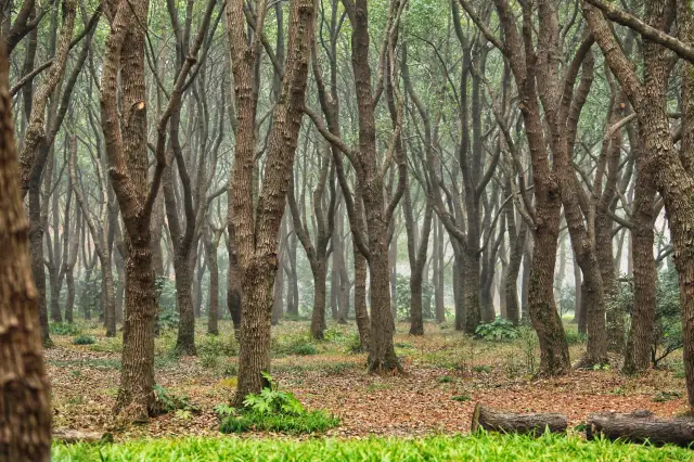 Binjiang Forest Park