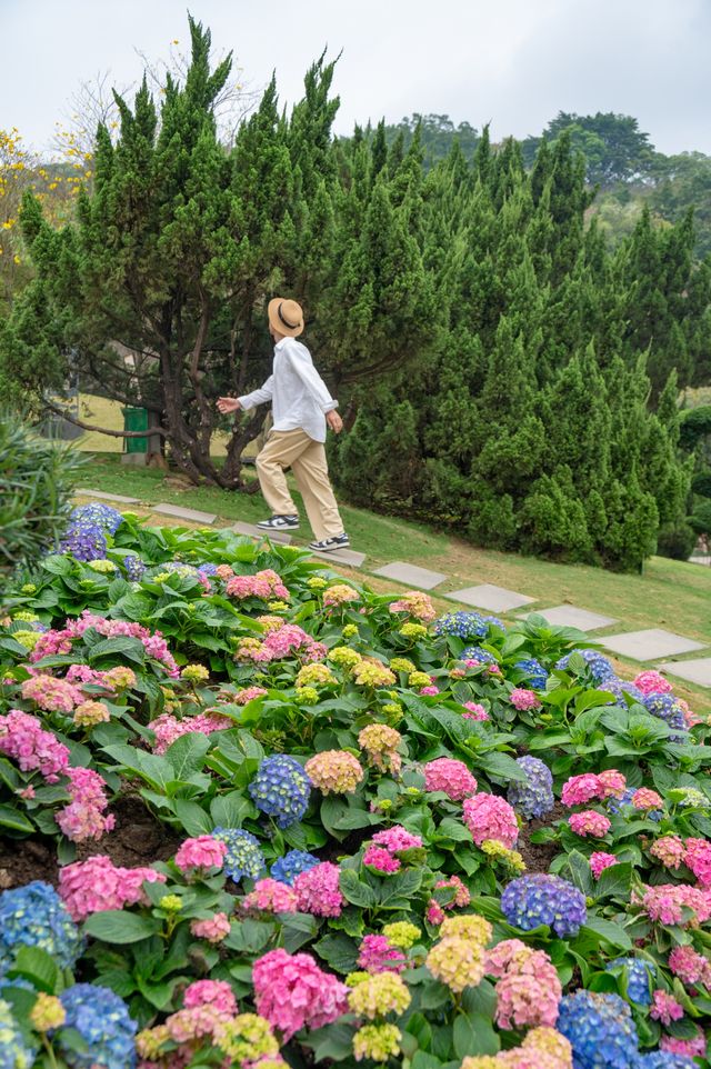 廣州愛麗絲仙境🫧這小山坡開滿了繡球花！