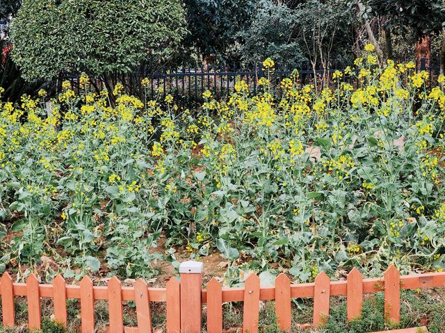 武漢｜免費賞花好去處——荷蘭風情園