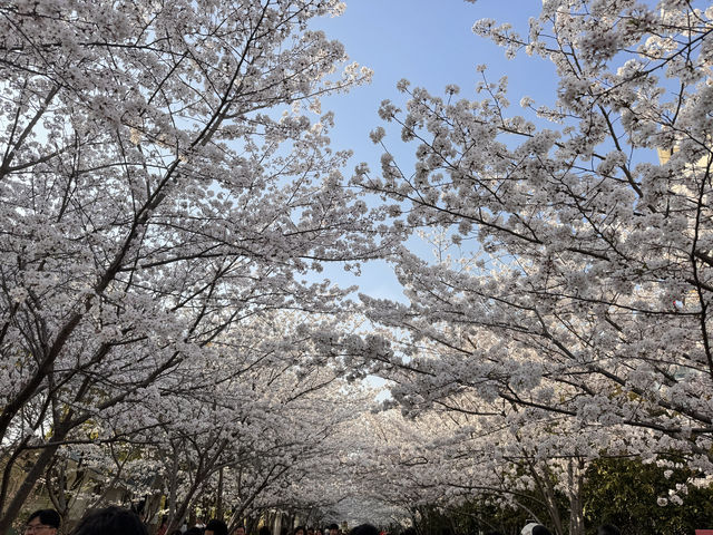 高東櫻花節，快來玩