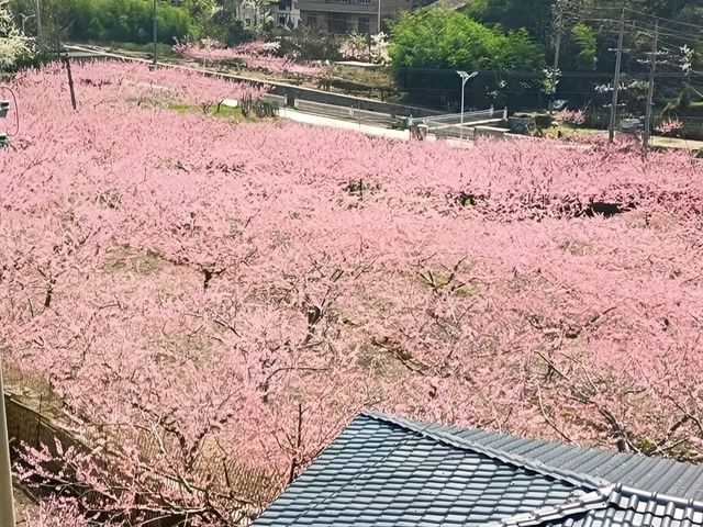 人面桃花相映紅，桃花依舊笑春風……