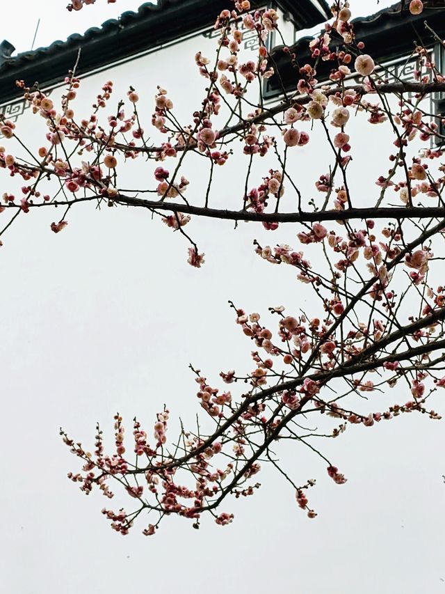 東陽卢宅非遺街區，燈籠高掛，紅梅飄香