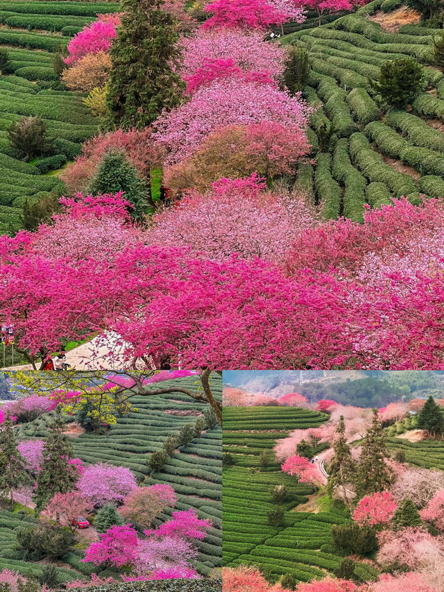 福建周末去哪玩——福建永福櫻花茶園正值當季