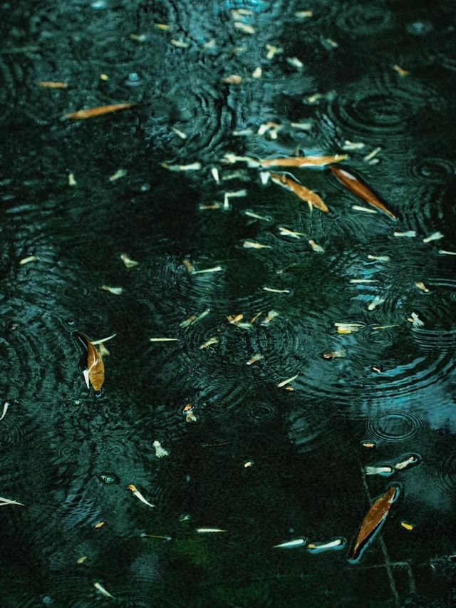 深圳公園拍照|愛上雨天的綠色！孩子花海！