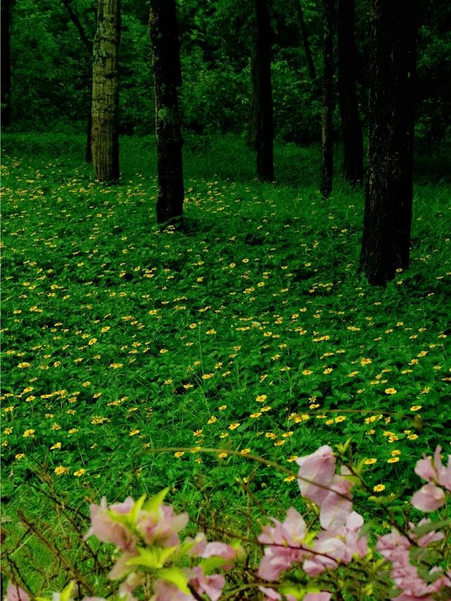 深圳公園拍照|愛上雨天的綠色！孩子花海！