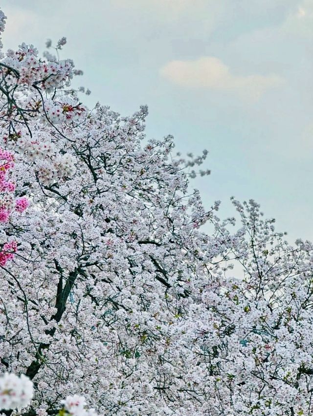 春日賞花去東湖｜東湖賞花去磨山