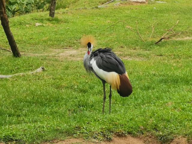 遊玩曼谷野生動物園