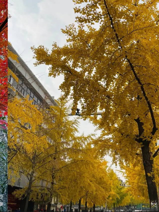 Unexpectedly, Xuzhou has dazzled my entire winter