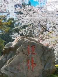 Cherry Blossoms at Wuhan University❤️🇨🇳