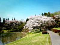 Museum and Sakura