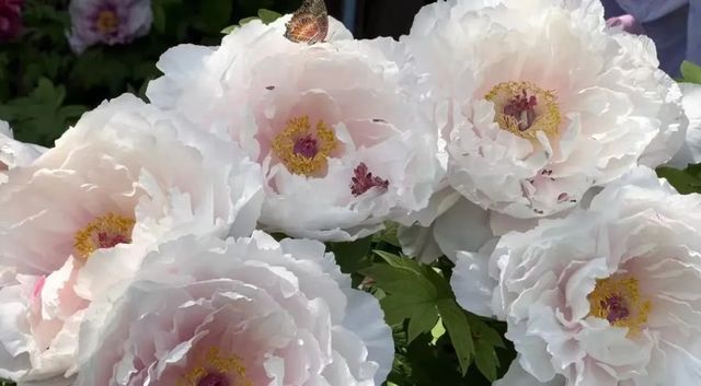 洛陽「網紅」牡丹合集來了!看哪朵戳中你的「心巴」? 洛陽「網紅」牡丹合集來了!看哪朵戳中你的「心巴」?