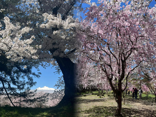 賞櫻天花板，看心形櫻花