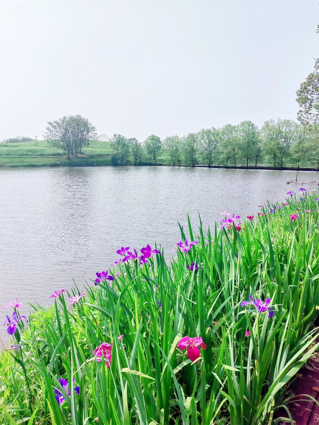 義烏植物園，草木欣然，鳶尾盛開