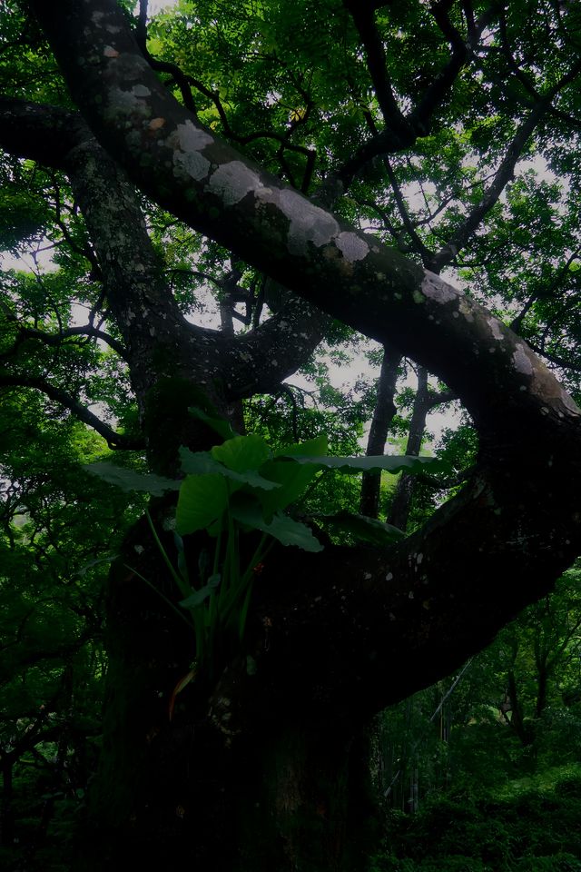 今天又被綠野仙踪治癒了|廣州少有的秘境魔幻森林
