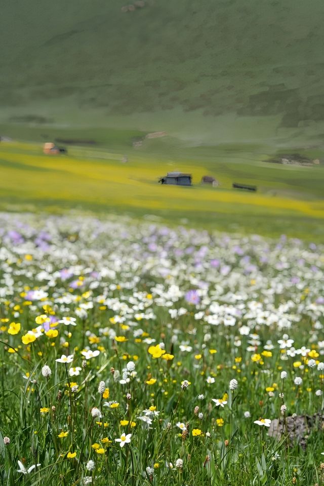 花開·俄麼塘。