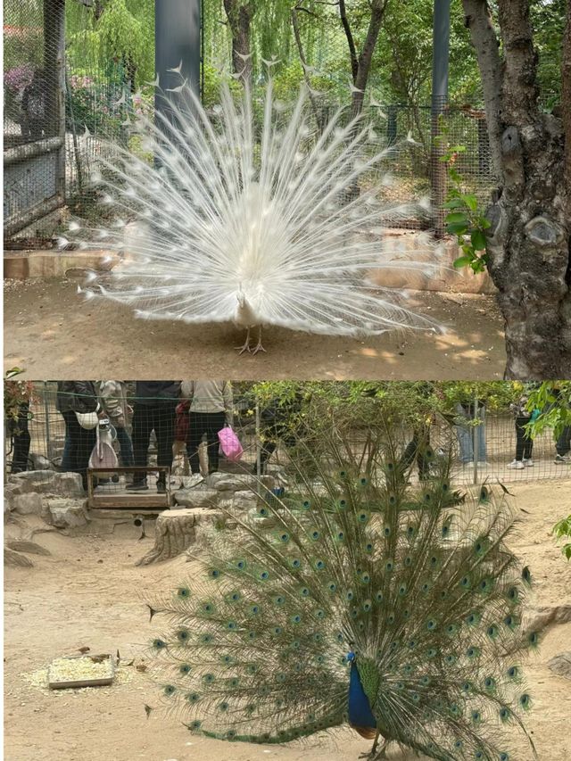 來濟南了，不也得看看國寶華奧與雅吉他們
