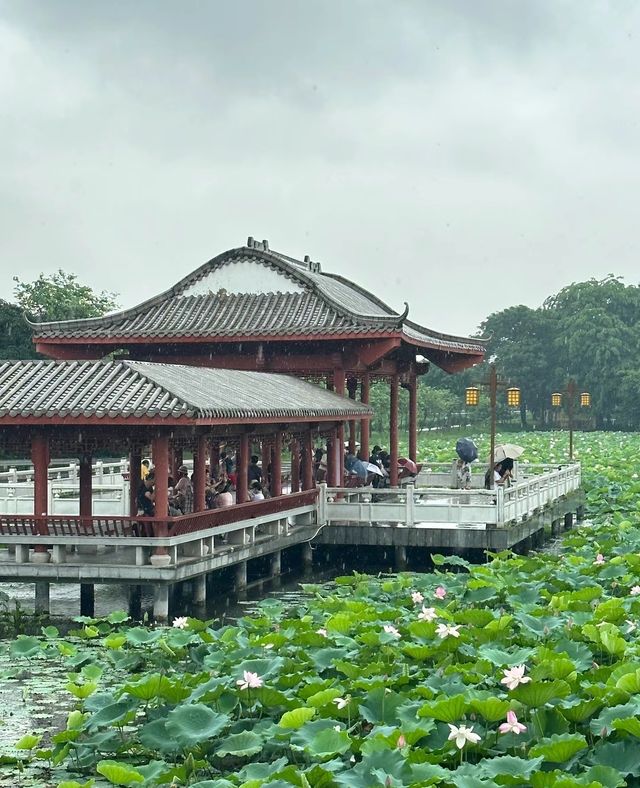 不僅有荔灣湖，廣州螺湧公園的荷花也開啦