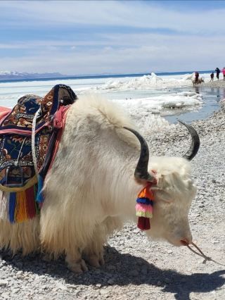 Namtso Day Tour