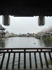 🌸 Hangzhou's Cherry Blossom Haven: Mengxi Garden 🌸